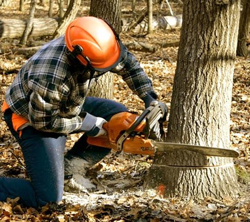 Tree Removal in Del Rio, TN